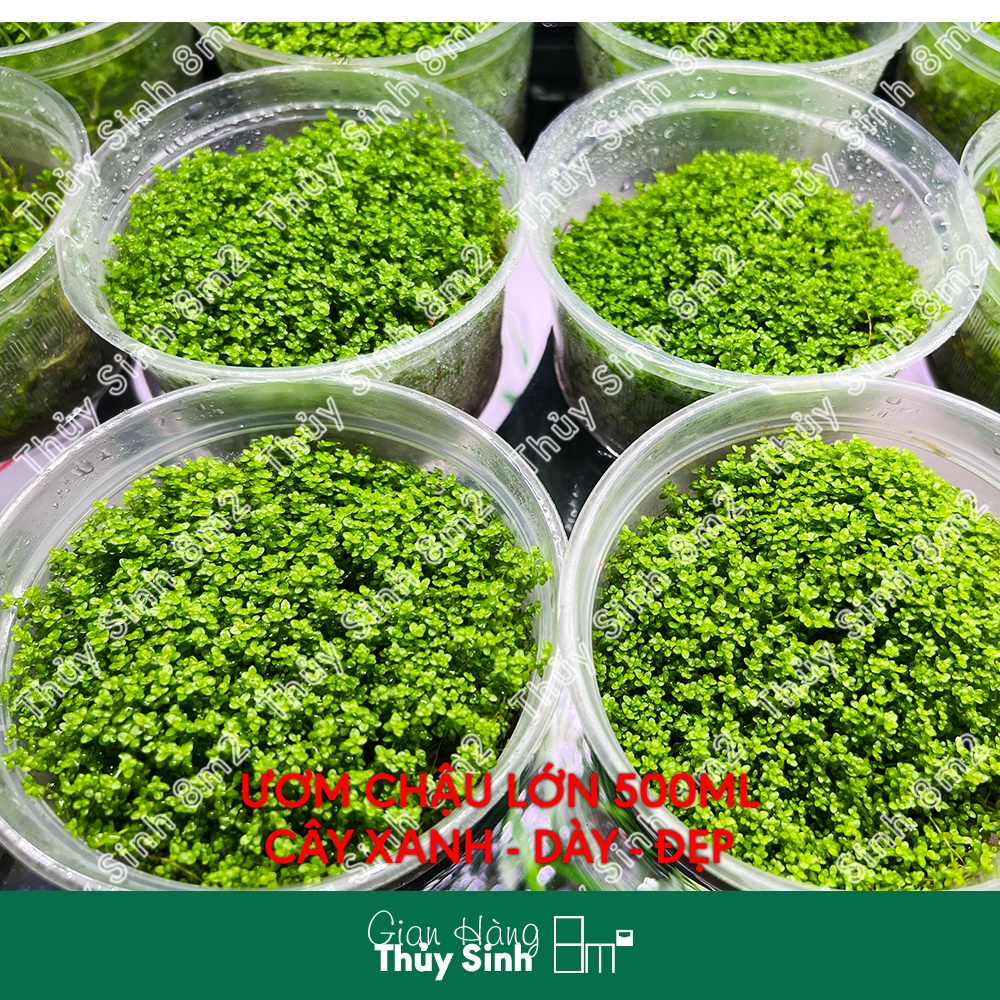 Trân Châu Cuba | Cây Thủy Sinh Trải Nền, Tiền Cảnh | 8m2