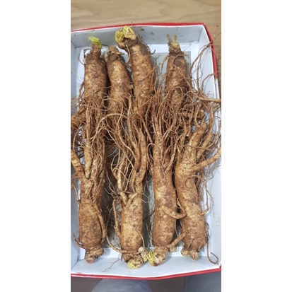 SÂM HÀN QUỐC 6 NĂM TUỔI_LOẠI 10 CỦ/1KG