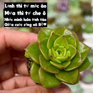 Sen đá nuda size mini 2-2,5cm thuanphat garden, siêu xinh, lỗi 1 đổi 1