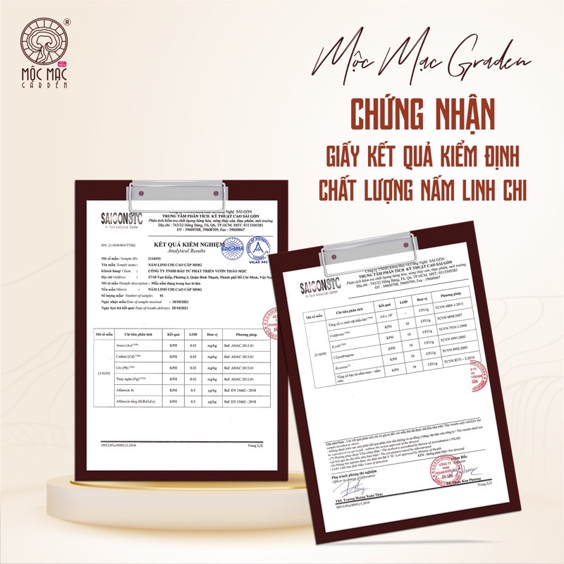Nấm Linh Chi đỏ MMG Còn bào tử thượng hạng dạng túi