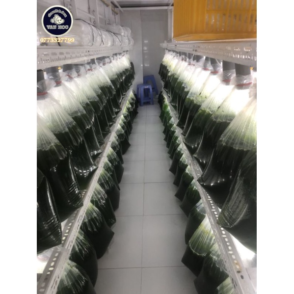 Phytoplankton- thực vật phù du - vi tảo