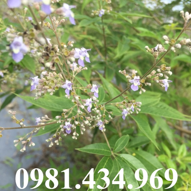 Lá Ngũ Trảo Chân Chim Tươi 2KG lz9 LOẠI 01