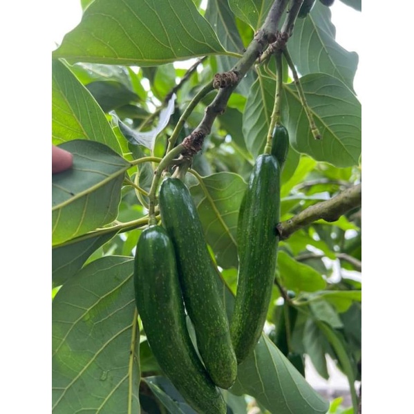 Cây giống bơ ngón tay siêu trái