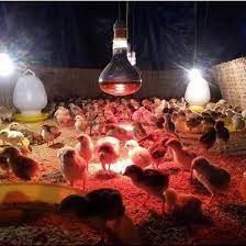 Bóng đèn sưởi thú y 175w. Đèn sưởi hồng ngoại sưởi ấm chó mèo, gà con