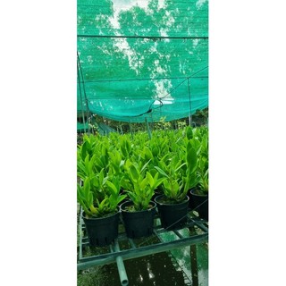 HOA LAN DENRO BẠCH LONG GỬI NGUYÊN CHẬU PHI 12