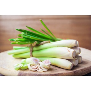 TRÀ SẢ TRƯỜNG NIÊN (Lá trà bancha, Sả)