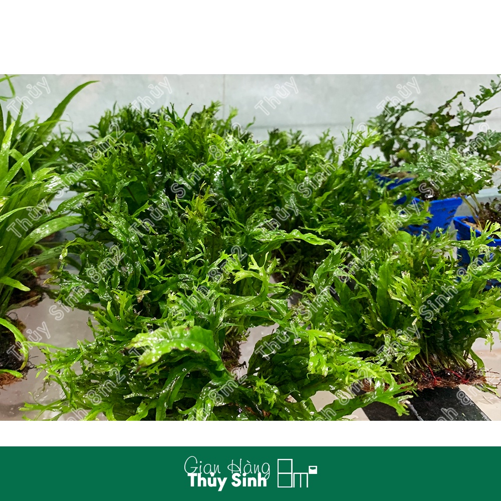 Dương Xỉ Sừng Hươu | Cây Thủy Sinh Không CO2, Gắn Giá Thể | 8m2