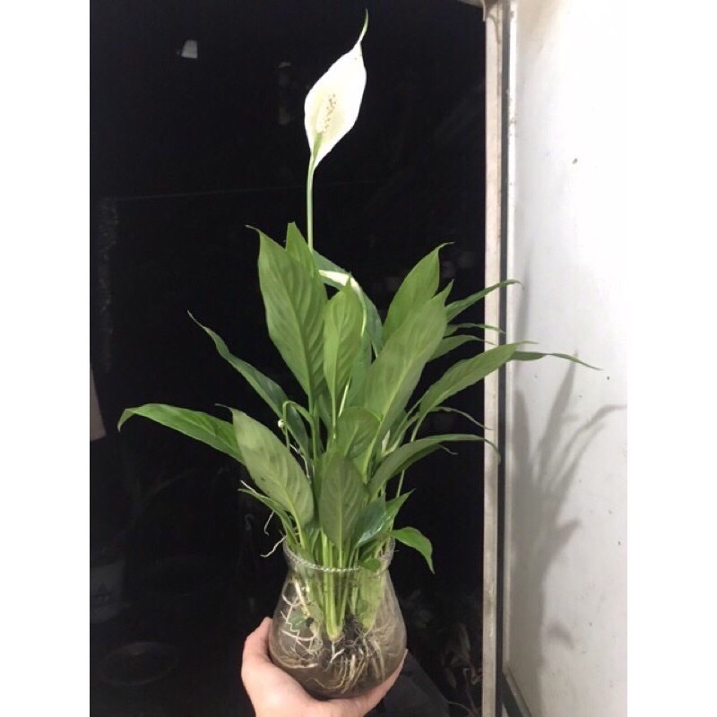 Cây Lan ý để bàn