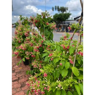 Cây 🌲 Sử Quân Tử ♌ giàn hoa thơm