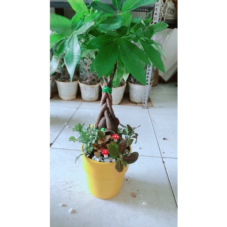 Chậu Kim Ngân Thắt Bính Tiểu Cảnh