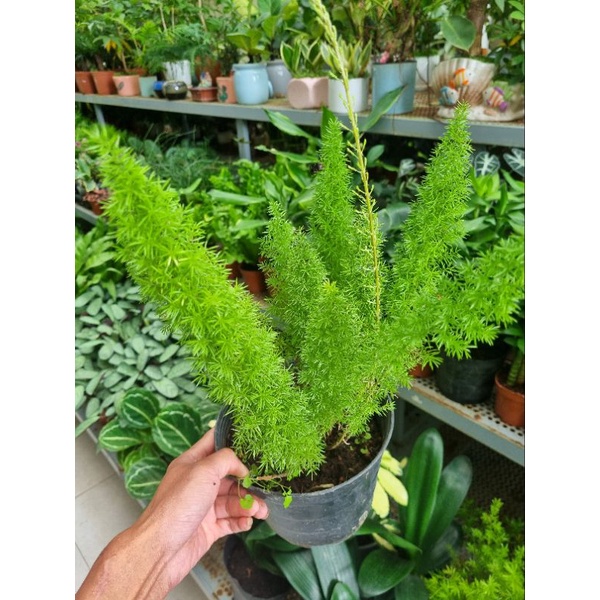 Chậu cây đuôi chồn