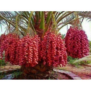 Cây giống chà là lùn trung đông - cây giống nhập khẩu israel, quả đỏ