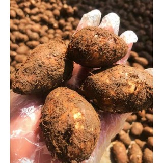 Khoai sọ nương ngon dẻo 1 kg