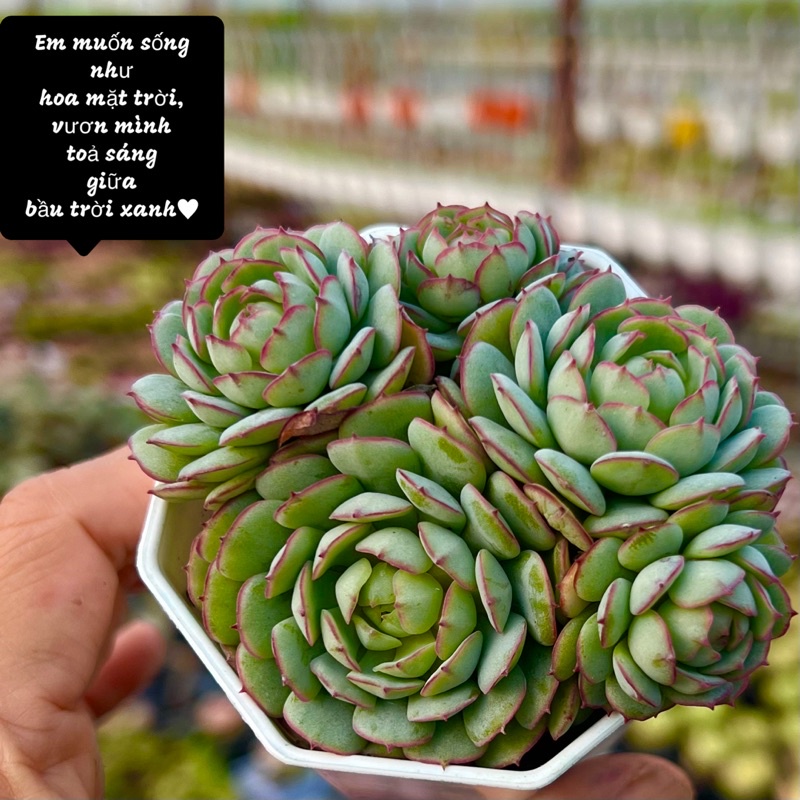 sen đá Mặt Trời bé con size 4-5cm THUANPHAT GARDEN, siêu xinh siêu cute, lỗi 1 đổi 1