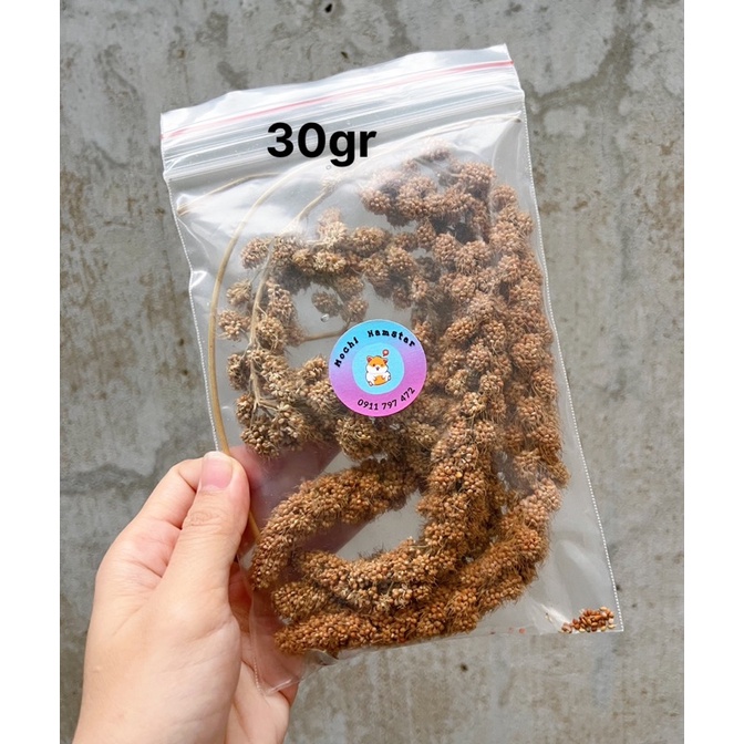 Kê chùm cho hamster