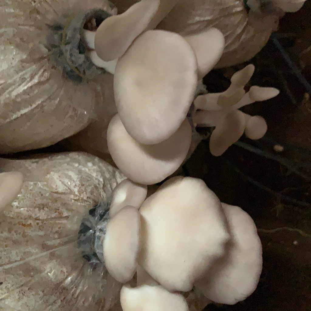 Phôi nấm Bào ngư