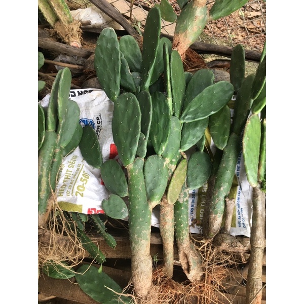 Xương rồng tai thỏ