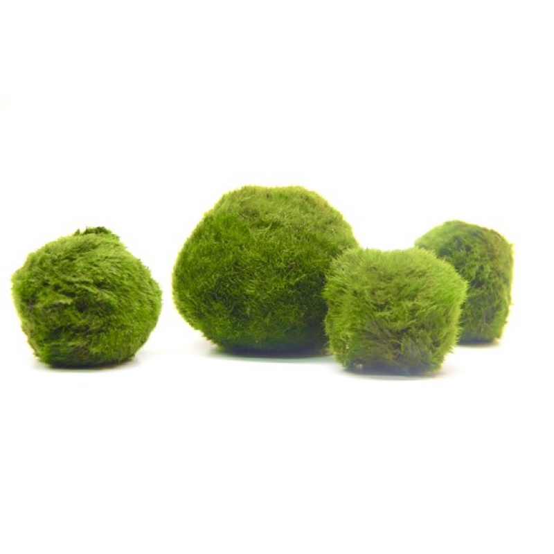 Ball Marimo Moss - Bóng Rêu - Cây Thuỷ Sinh