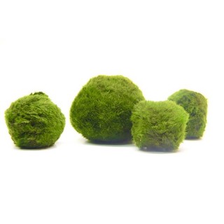 Ball marimo moss - bóng rêu - cây thuỷ sinh