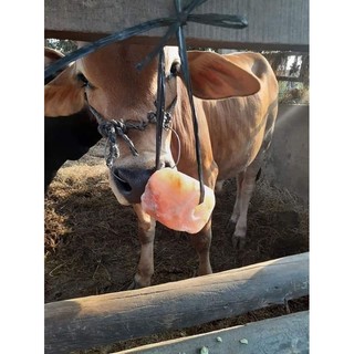 Đá Liếm Khoáng Tự Nhiên (trâu, bò, dê) Tính Theo Viên (>2,5Kg)