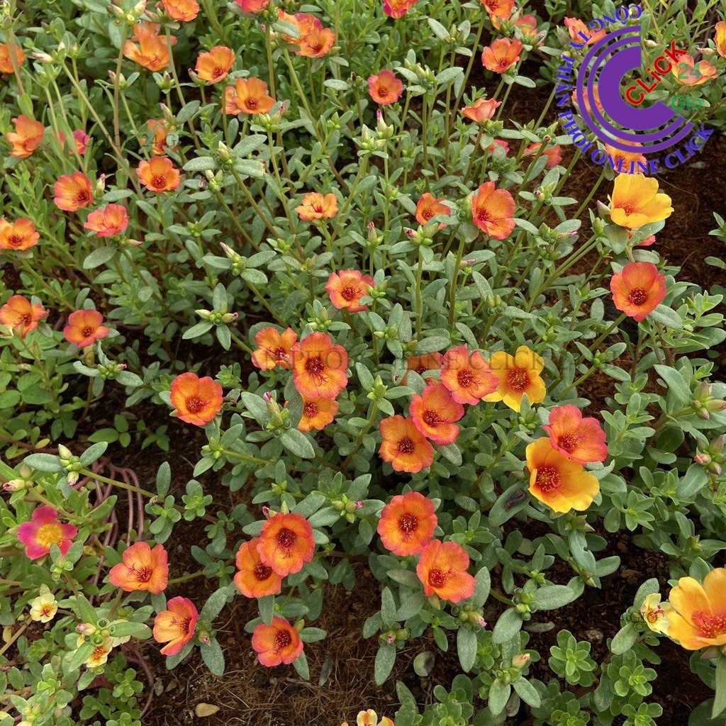 1 Ký Cành Giống Hoa Mười Giờ SAM ĐƠN Chuẩn SAM THÁI Nhập Khẩu Hoa To 150 Màu 0817774747