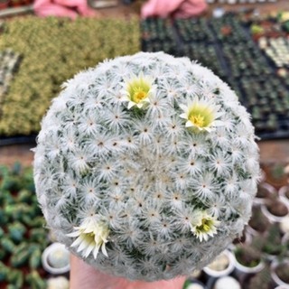 Xương rồng plumosa size chậu 10cm / xương rồng nhật tân