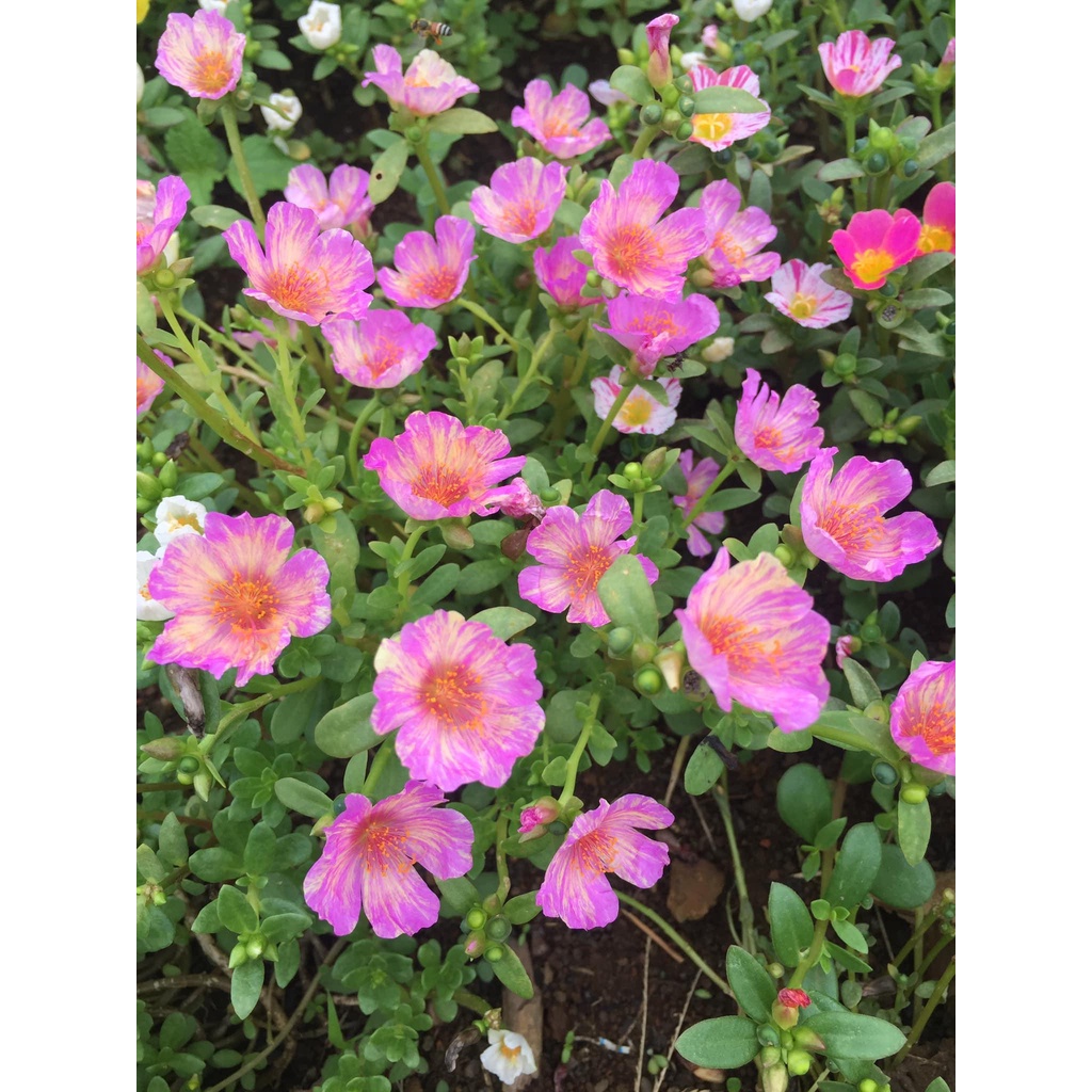 1 Ký Cành Giống Hoa Mười Giờ SAM ĐƠN Chuẩn SAM THÁI Nhập Khẩu Hoa To 150 Màu 0817774747