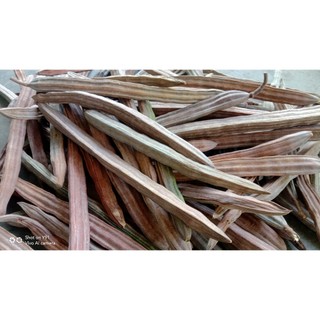 Hạt Giống cây Chùm Ngây, số lượng 50 Hạt