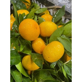 Quýt thái 1kg [HCM]