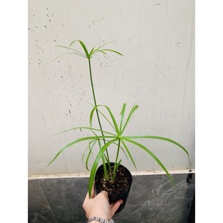 Cây thủy trúc