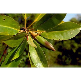 Cây đước giống rễ chùm thân giống tốt