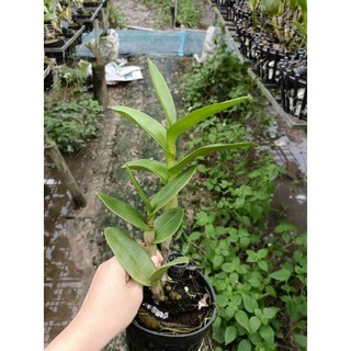 Hoa lan denro nắng đỏ măng cụt