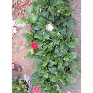 Cây hoa đồng tiền đơn các mầu cao 30-40 cm