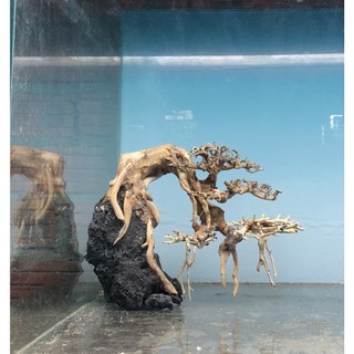 Bonsai thủy sinh dáng thác đổ