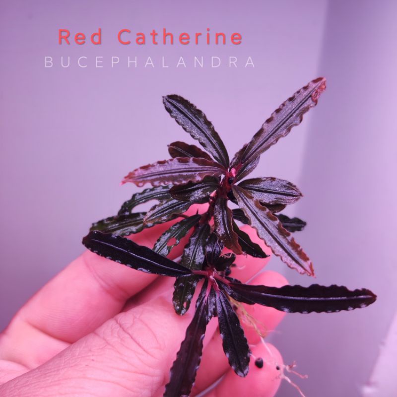 Red Catherine | Cây thủy sinh lá siêu đỏ | Hàng ngọn | lá cạn