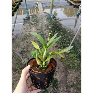 Hoa lan denro chớp sữa Enobi đang nụ hoa