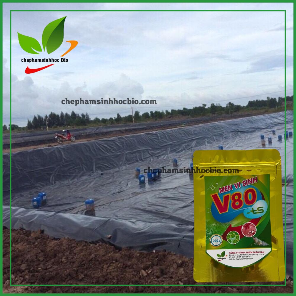 Men vi sinh V80 xử lý đáy ao nuôi tôm. Gói 227gr