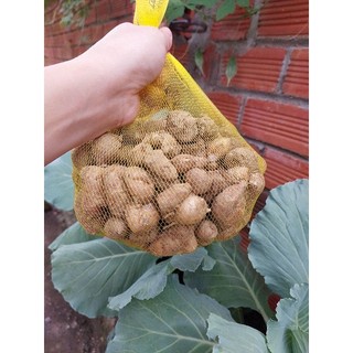 củ xá kén (sa khương, gừng cát) tươi 1kg KHÔNG LẪN NON
