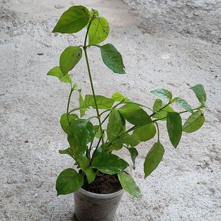 cây giống rau ngót nhật trồng trong bầu