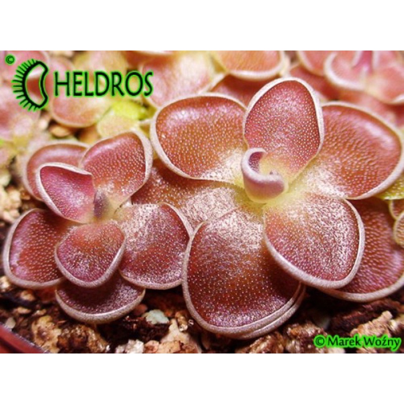 cỏ bơ ehlersiae ( ixmiquilpan,hiladi)