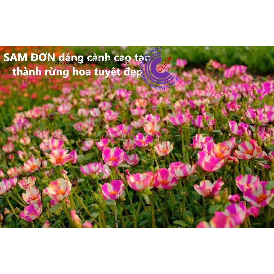1 Ký Cành Giống Hoa Mười Giờ SAM ĐƠN Chuẩn SAM THÁI Nhập Khẩu Hoa To 150 Màu Công Ty PP Online Click 24 Giờ