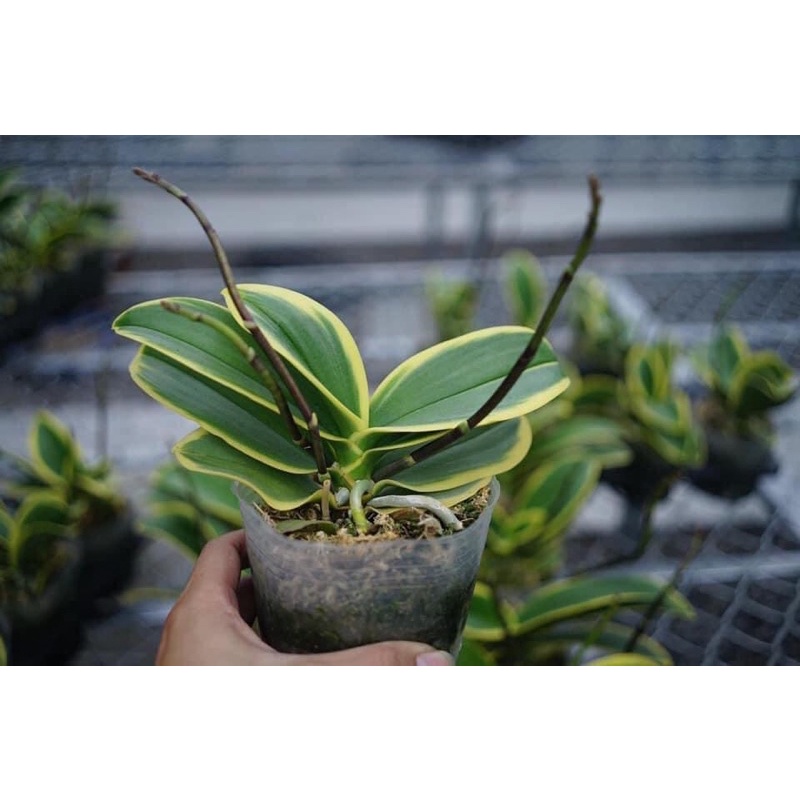HỒ ĐIỆP LÁ BIÊN PHÁT TÀI CÂY 2 NGỒNG HOA CHO HOA TẾT