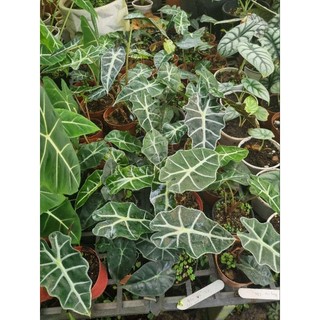Cây môn quan âm (Alocasia Polly)