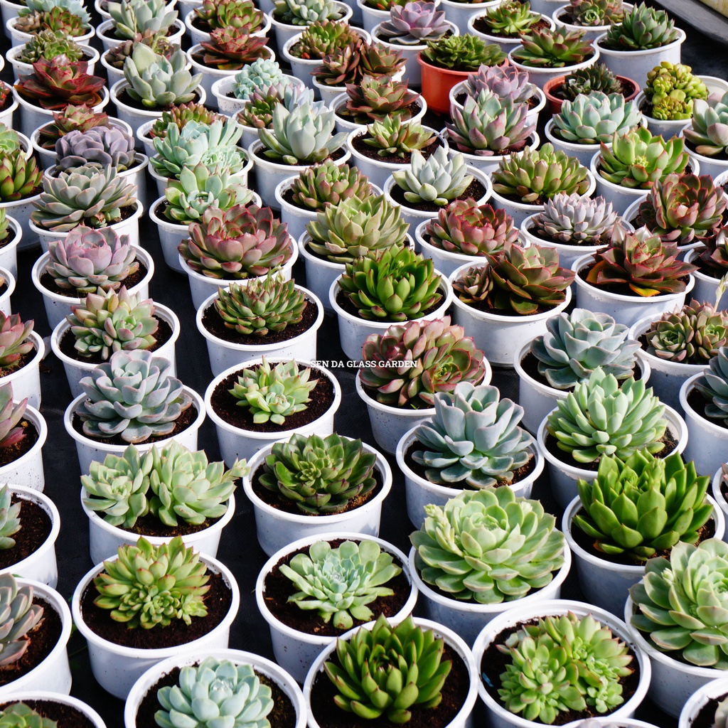 Combo 6 loại sen đá size tô 13-15cm GLASS GARDEN, Sen đá đà lạt, Lỗi 1 đổi 1.