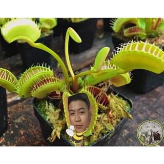 Combo 4 cây nắp ấm ngẫu nhiên