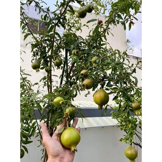 Lựu thái cao 1m6 đến 1m7
