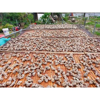 Củ  tam thất Bắc