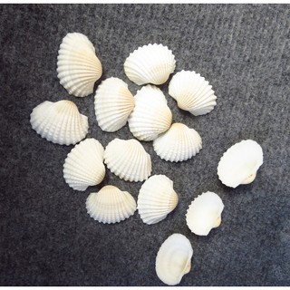 Vỏ sò huyết trắng ( 100g)