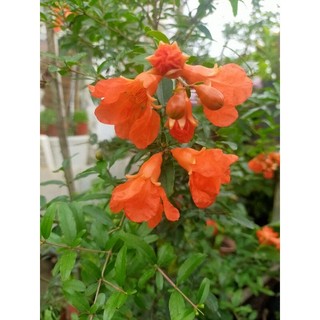 cây lựu thái đang có hoa cao 40-50cm