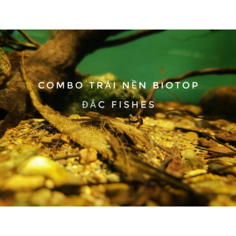 Combo trải nền biotop